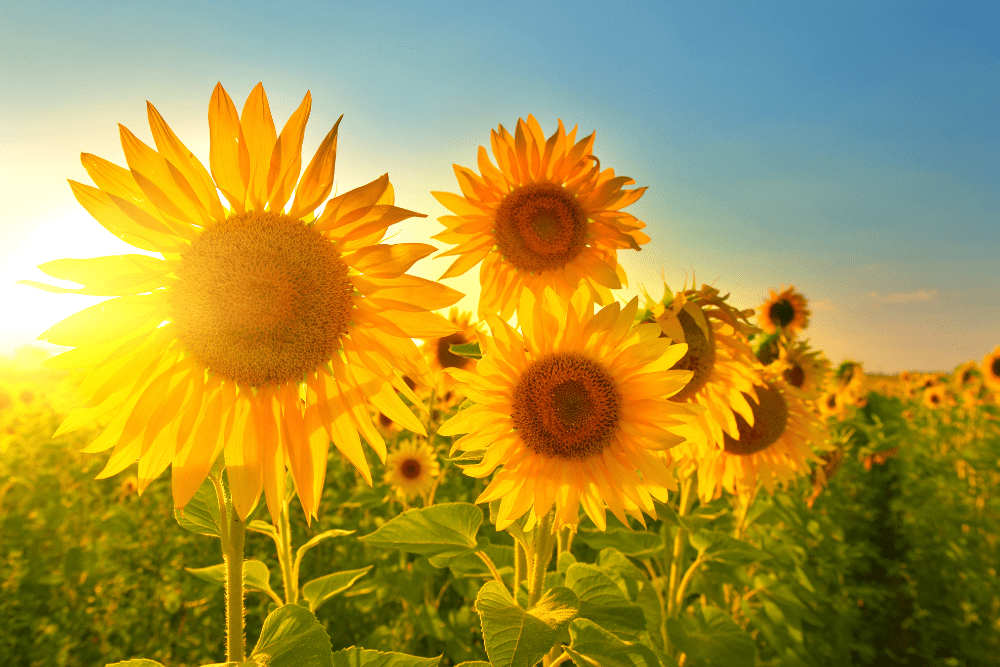 GHHN July 2023 Newsletter
