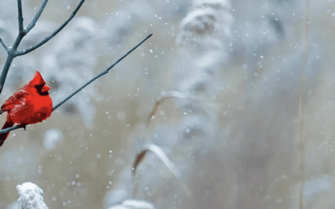 January 2024 GHHN Newsletter