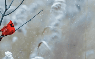 January 2024 GHHN Newsletter