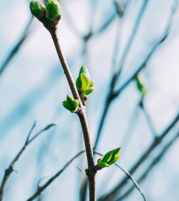 March 2024 GHHN Newsletter