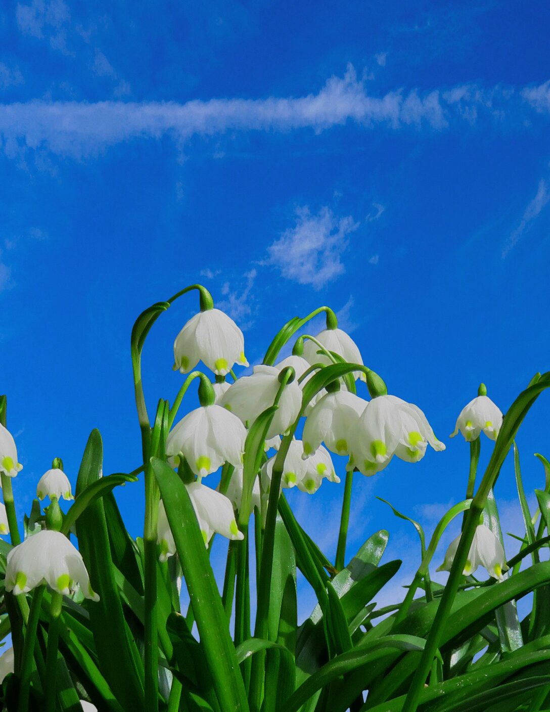 April 2025 GHHN Newsletter