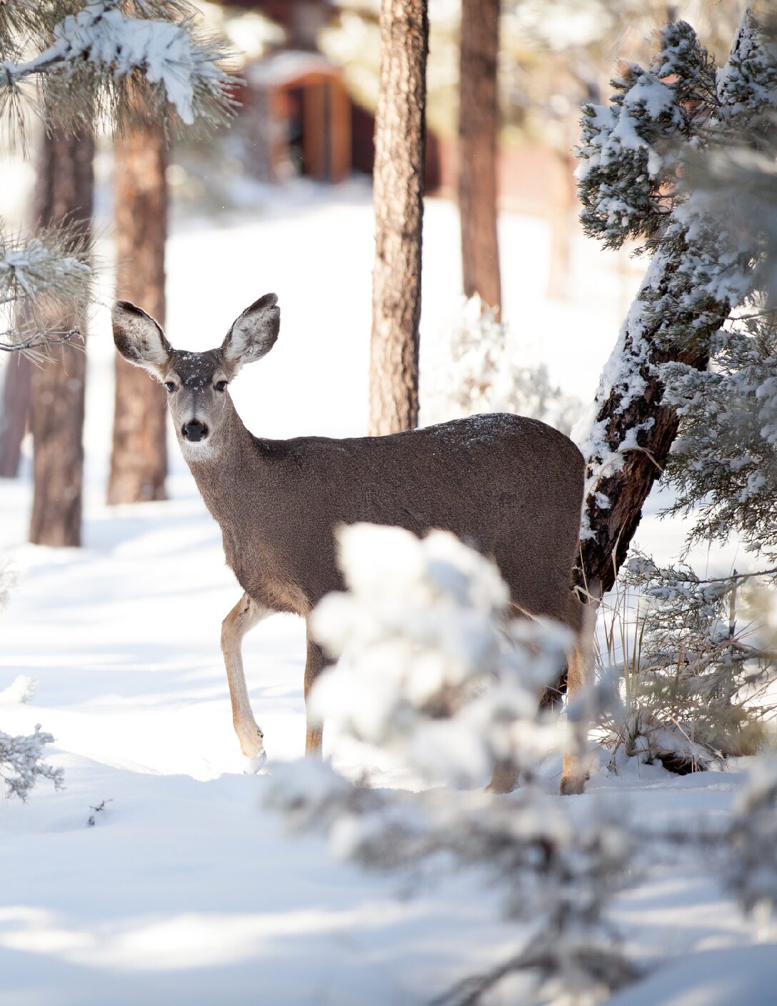 February 2026 GHHN Newsletter