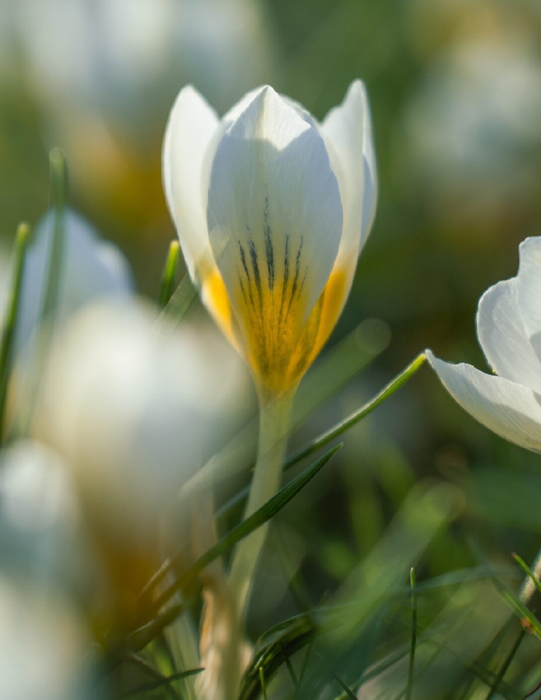 April 2026 GHHN Newsletter