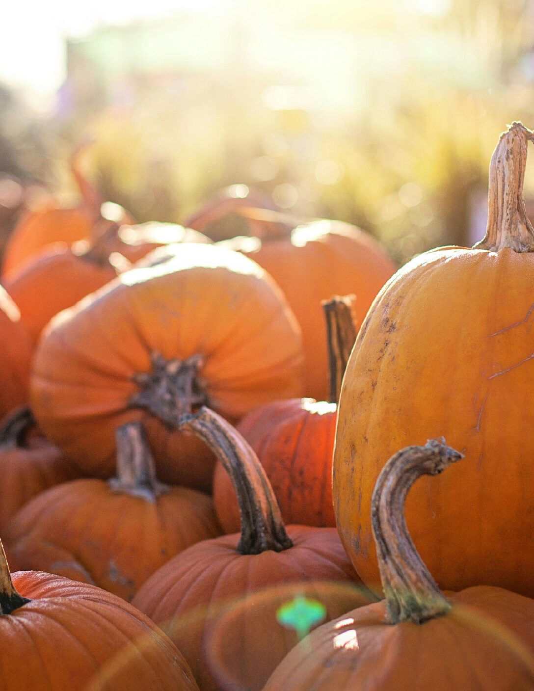 October 2026 GHHN Newsletter